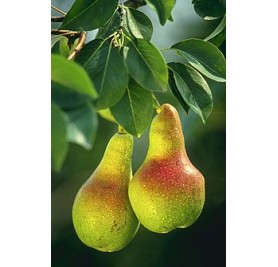 Pear Plant